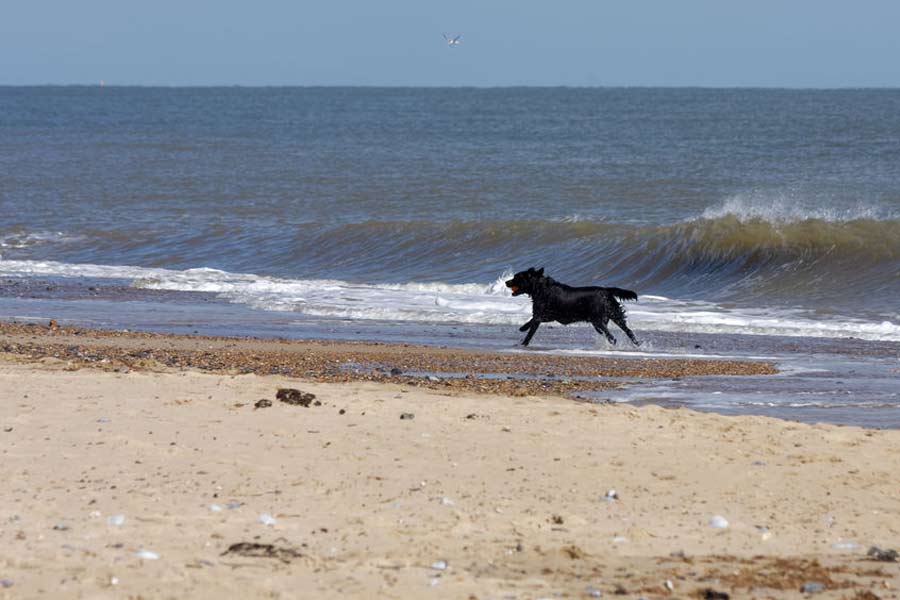Dog walking on a North Norfolk beach